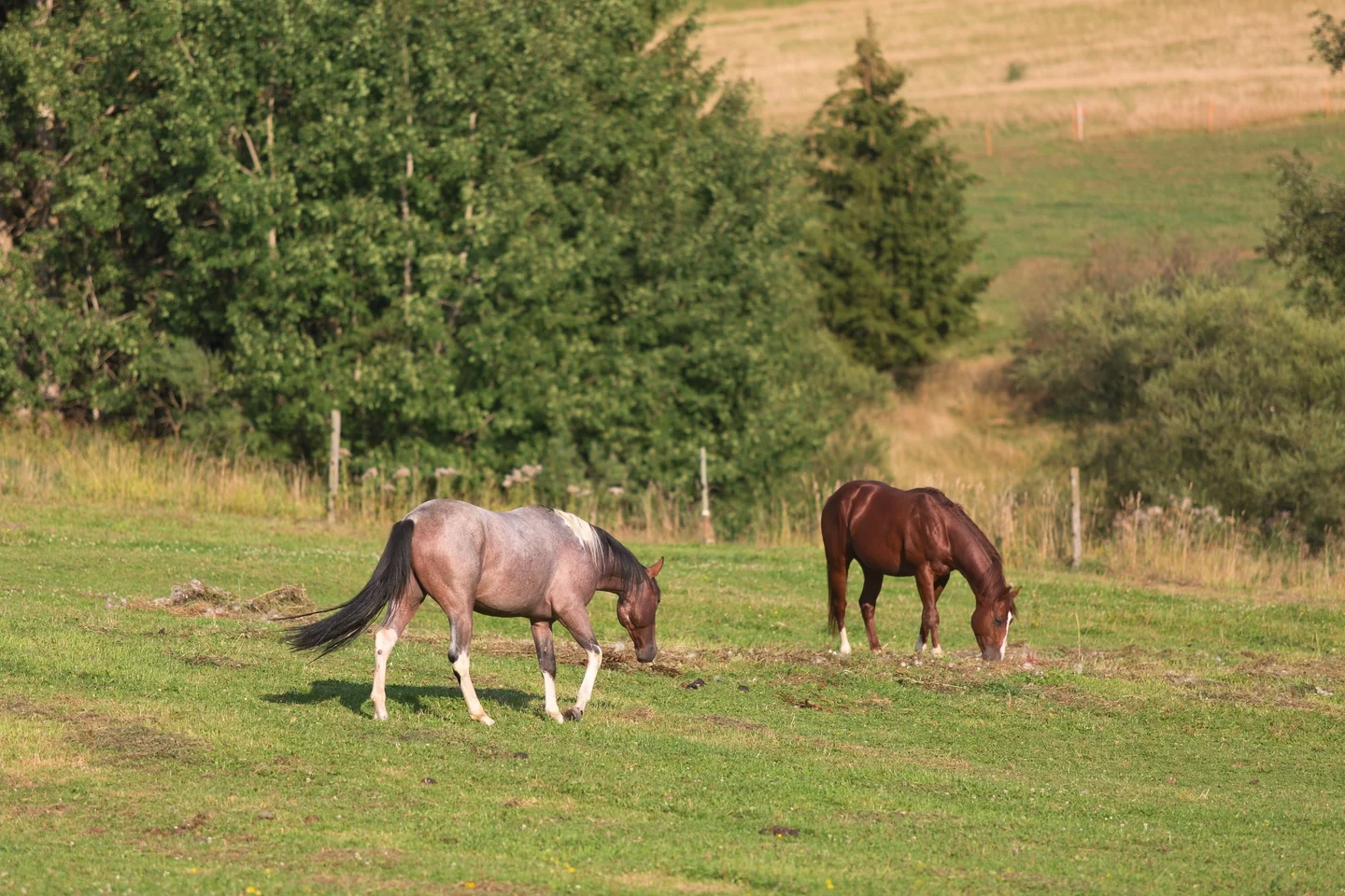 North Orava Cutting Horses ranč