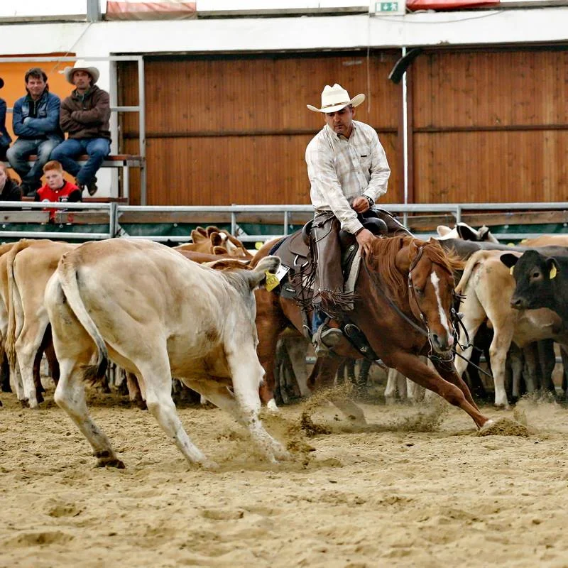 Cutting horse